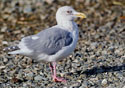 Larus thayeri